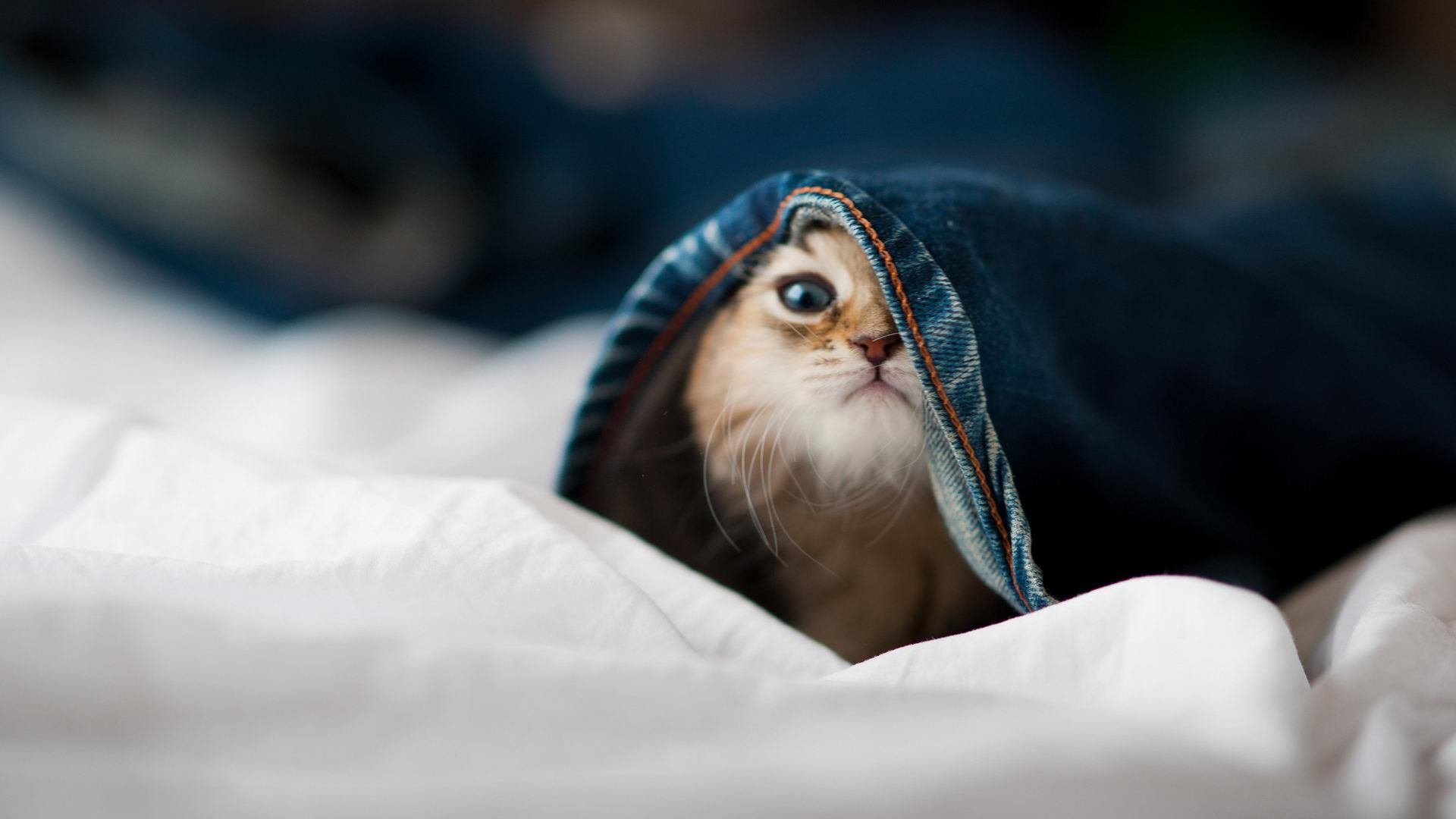 意甲赛季中出现多场惊人逆转，精彩绝伦，意甲本轮比赛结果