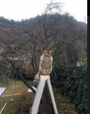 OG·阿努诺比在NBA常规赛中展现进攻多样性，og阿奴诺比选秀报告